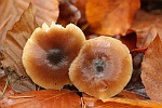 Horngraue Rbling (Rhodocollybia butyracea)