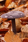 Dunkelvioletter Schleierling (Cortinarius violaceus)