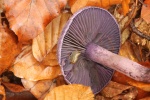 Dunkelvioletter Schleierling (Cortinarius violaceus)