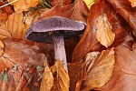 Dunkelvioletter Schleierling (Cortinarius violaceus)