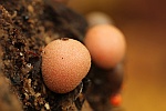 Blutmilchpilz (Lycogala epidendrum)