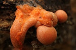 Blutmilchpilz (Lycogala epidendrum)