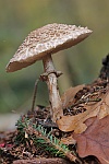 Olivbrauner Safranschirmling (Chlorophyllum olivieri)