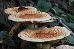 Sparrige Schppling (Pholiota squarrosa)