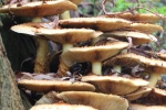 Sparrige Schppling (Pholiota squarrosa)