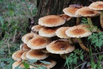 Sparrige Schppling (Pholiota squarrosa)