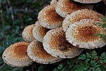 Sparrige Schppling (Pholiota squarrosa)