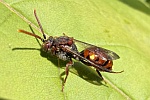 Gestreifte Wespenbiene (Nomada striata)