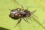 Gestreifte Wespenbiene (Nomada striata)