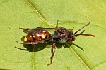 Gestreifte Wespenbiene (Nomada striata)
