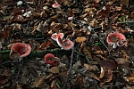 Kirschroter Speitubling (Russula emetica)