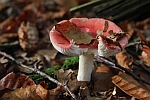 Kirschroter Speitubling (Russula emetica)