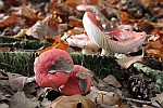 Kirschroter Speitubling (Russula emetica)