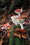 Kirschroter Speitubling (Russula emetica)