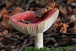 Kirschroter Speitubling (Russula emetica)