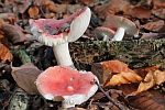 Kirschroter Speitubling (Russula emetica)