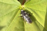 Graue Sandbiene (Andrena cineraria)