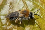 Rotschopfige Sandbiene (Andrena haemorrhoa)