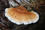 Krauser Adernzhling (Plicatura crispa)