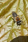 Rotschopfige Sandbiene (Andrena haemorrhoa)