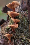 Leberbraune Milchling (Lactarius hepaticus)