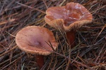 Leberbraune Milchling (Lactarius hepaticus)