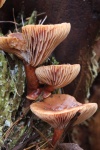 Leberbraune Milchling (Lactarius hepaticus)