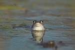 Moorfrosch (Rana arvalis)