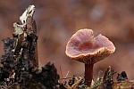 Leberbraune Milchling (Lactarius hepaticus)