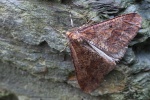 Groer Frostspanner (Erannis defoliaria)