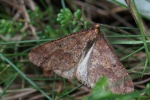 Groer Frostspanner (Erannis defoliaria)