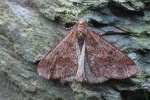 Groer Frostspanner (Erannis defoliaria)