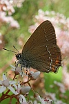 Kleiner Schlehen-Zipfelfalter (Satyrium acaciae)