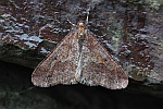 Groer Frostspanner (Erannis defoliaria)