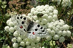 Roter Apollo (Parnassius apollo)