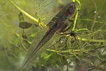 Laubfrosch (Hyla arborea)