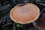 Gemeiner Trompetenschnitzling (Tubaria furfuracea)