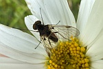 Kronen-Schnepfenfliege