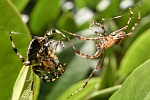 Gartenkreuzspinne (Araneus diadematus)