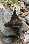 Wollschweber H. morio (Hemipenthes morio)