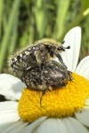 Trauer-Rosenkfer (Oxythyrea funesta)