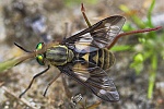 Goldaugenbremse (Chrysops relictus)