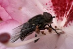 Groe Sumpfbremse (Tabanus autumnalis)