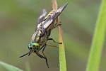 Goldaugenbremse (Chrysops relictus)