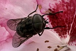 Groe Sumpfbremse (Tabanus autumnalis)