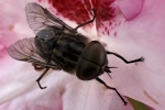 Groe Sumpfbremse (Tabanus autumnalis)