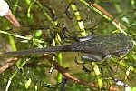 Laubfrosch (Hyla arborea)