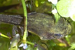 Laubfrosch (Hyla arborea)