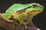 Laubfrosch (Hyla arborea)