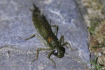 Blaugrne Mosaikjungfer (Aeshna cyanea)